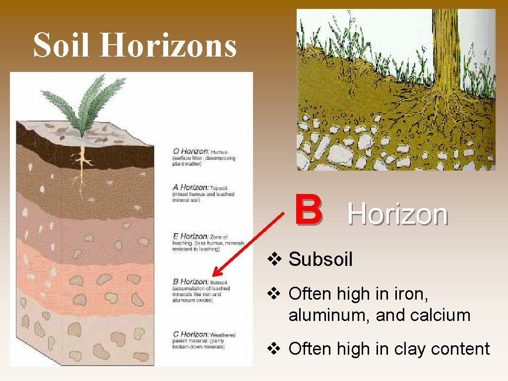 Soil Horizons B Horizon v Subsoil v Often high in iron, aluminum, and calcium