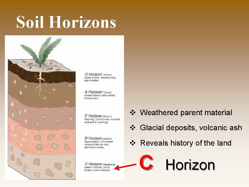 Soil Horizons v Weathered parent material v Glacial deposits, volcanic ash v Reveals history