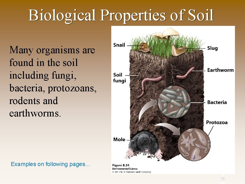 Biological Properties of Soil Many organisms are found in the soil including fungi, bacteria,