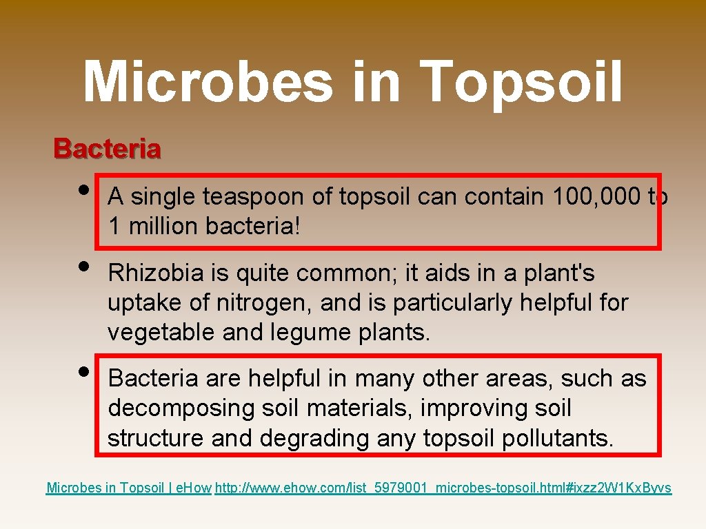 Microbes in Topsoil Bacteria • • • A single teaspoon of topsoil can contain