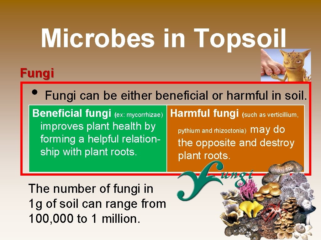 Microbes in Topsoil Fungi • Fungi can be either beneficial or harmful in soil.