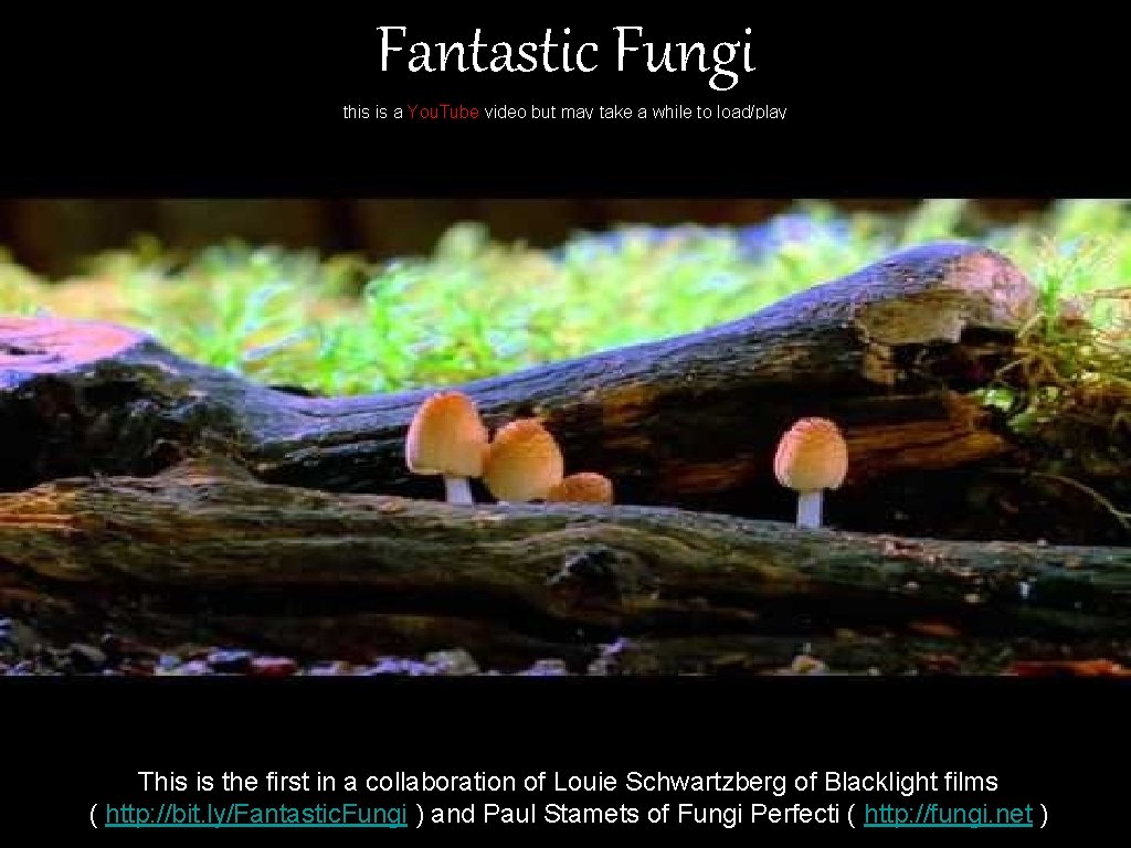 Fantastic Fungi this is a You. Tube video but may take a while to