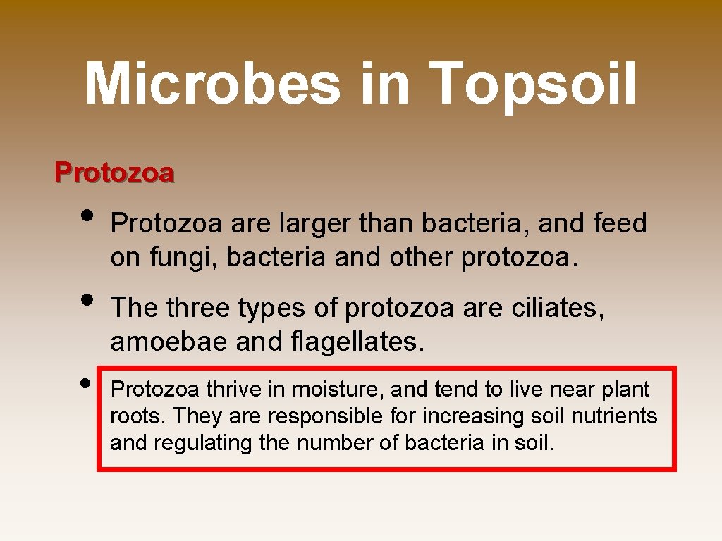 Microbes in Topsoil Protozoa • • • Protozoa are larger than bacteria, and feed