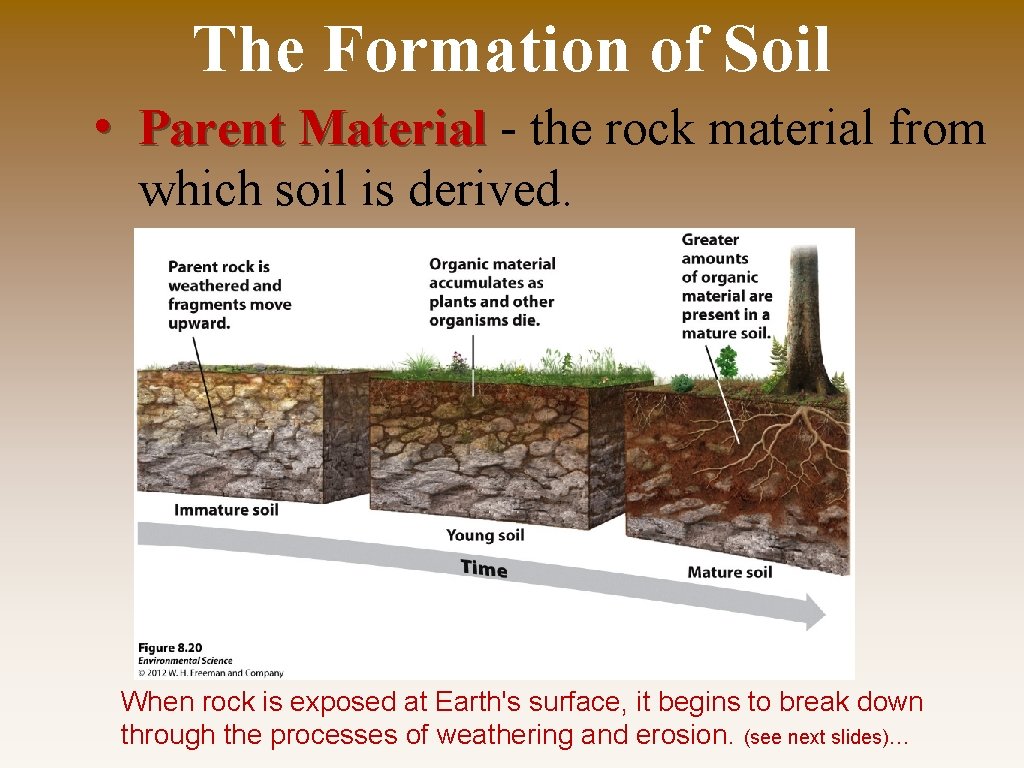 The Formation of Soil • Parent Material - the rock material from which soil