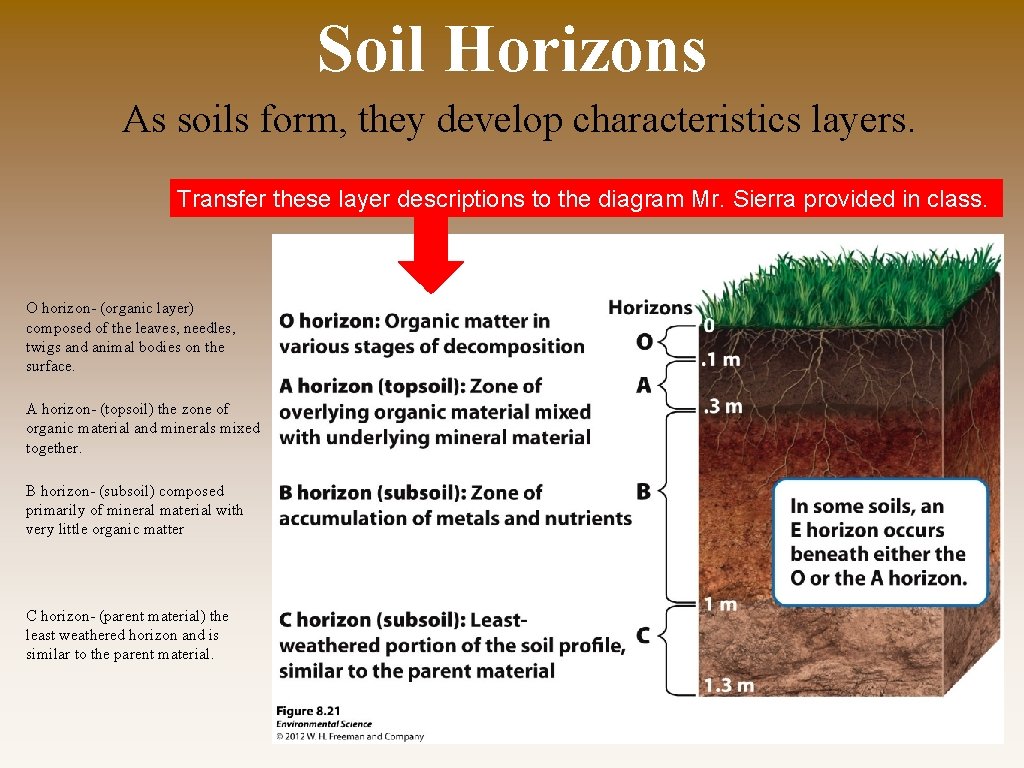 Soil Horizons As soils form, they develop characteristics layers. Transfer these layer descriptions to