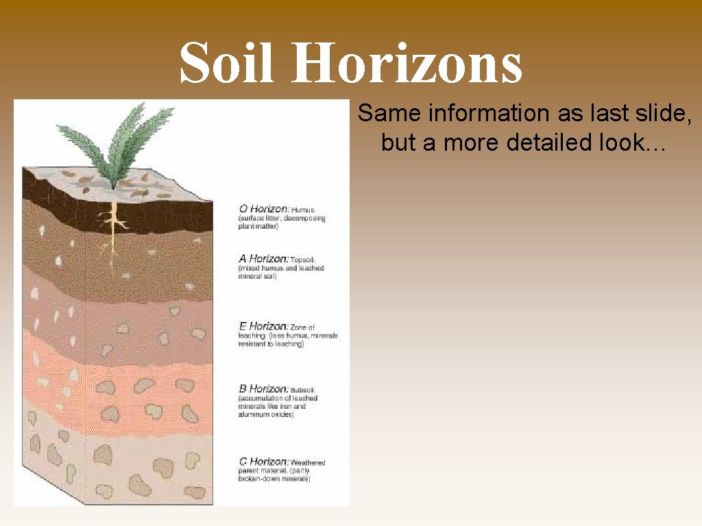 Soil Horizons Same information as last slide, but a more detailed look… 