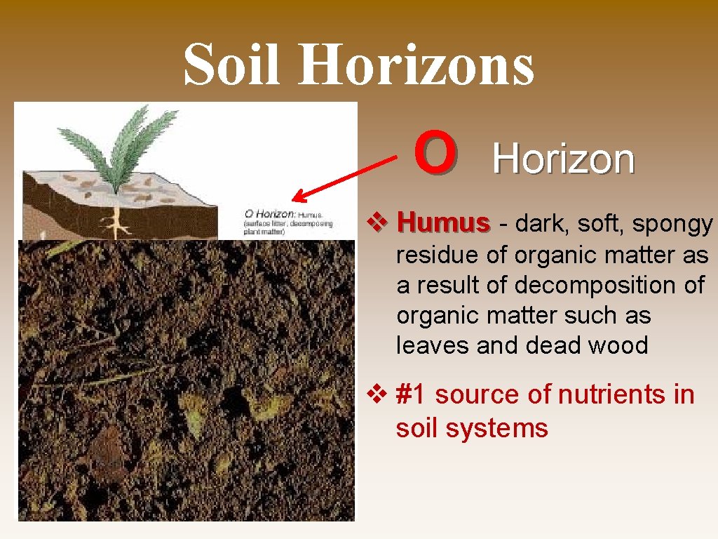 Soil Horizons O Horizon v Humus - dark, soft, spongy residue of organic matter