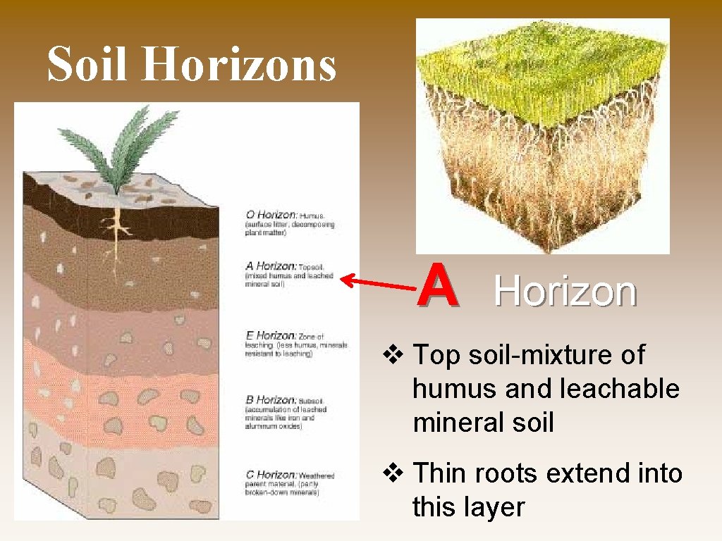 Soil Horizons A Horizon v Top soil-mixture of humus and leachable mineral soil v
