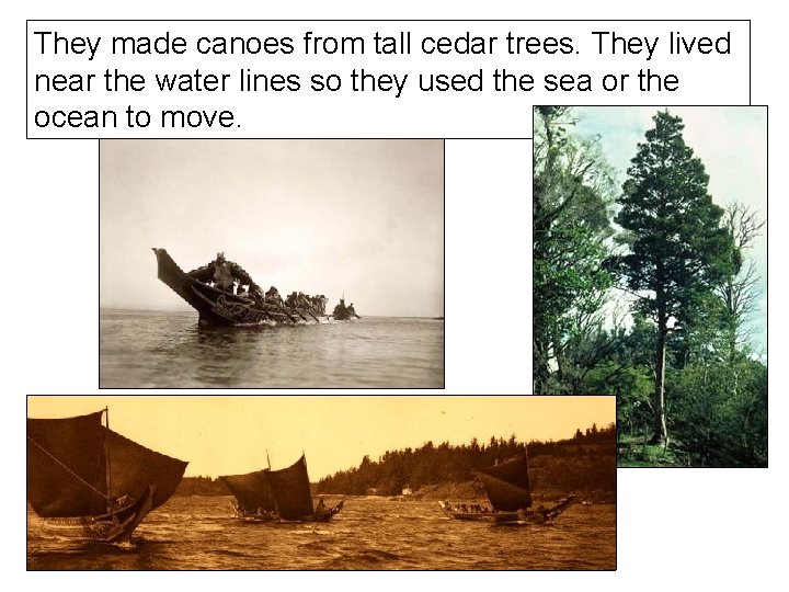 They made canoes from tall cedar trees. They lived near the water lines so