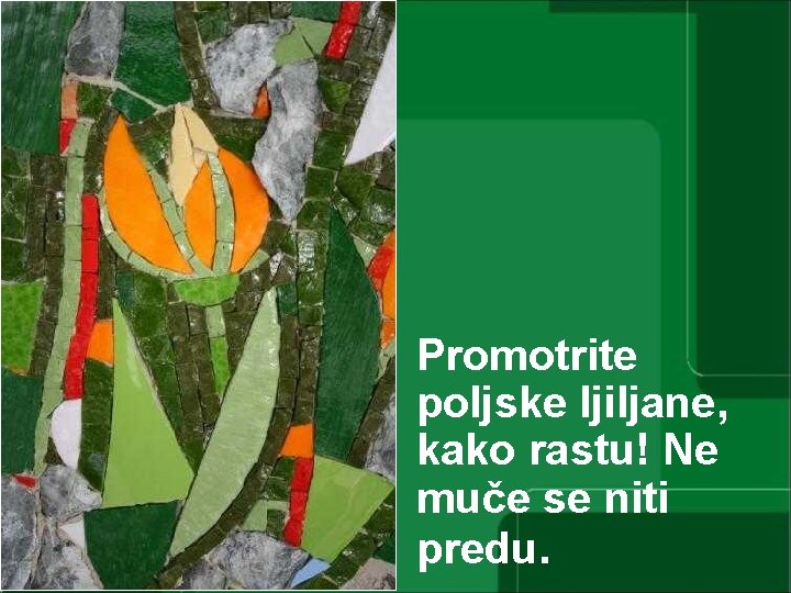 Promotrite poljske ljiljane, kako rastu! Ne muče se niti predu. 