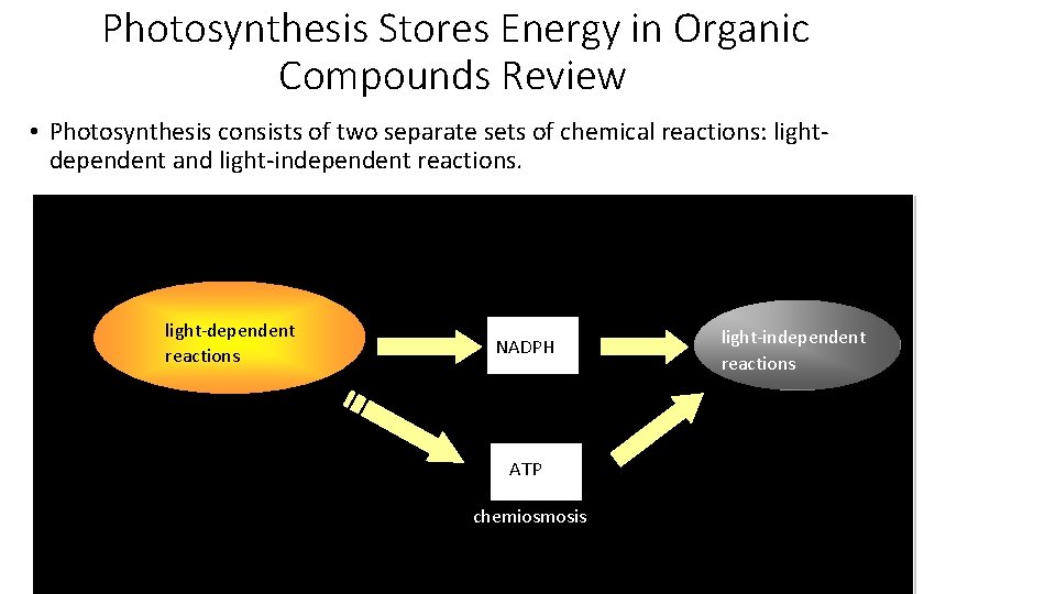 Photosynthesis Stores Energy in Organic Compounds Review • Photosynthesis consists of two separate sets