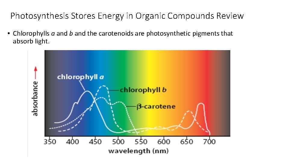 Photosynthesis Stores Energy in Organic Compounds Review • Chlorophylls a and b and the