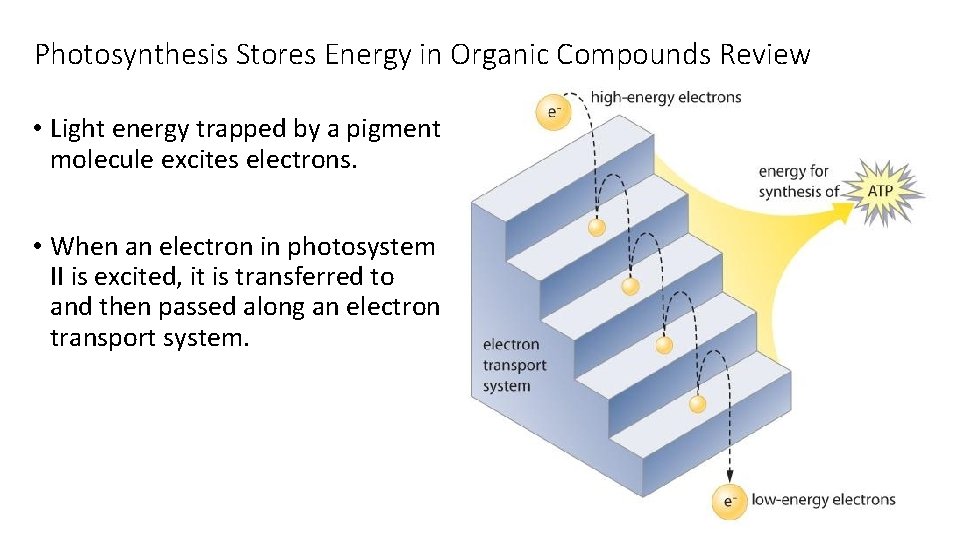 Photosynthesis Stores Energy in Organic Compounds Review • Light energy trapped by a pigment