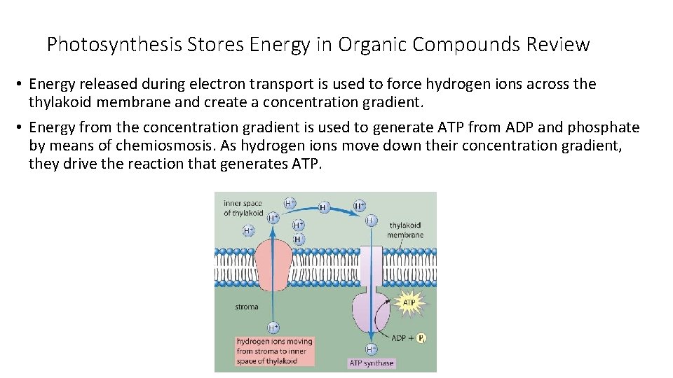 Photosynthesis Stores Energy in Organic Compounds Review • Energy released during electron transport is