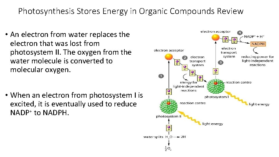 Photosynthesis Stores Energy in Organic Compounds Review • An electron from water replaces the