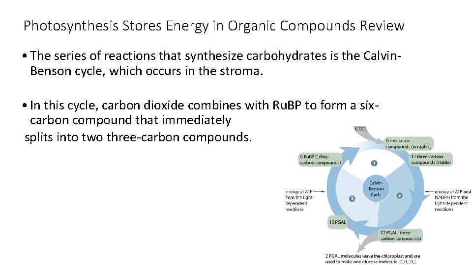 Photosynthesis Stores Energy in Organic Compounds Review • The series of reactions that synthesize