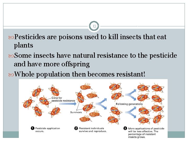 13 Pesticides are poisons used to kill insects that eat plants Some insects have