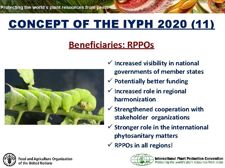 CONCEPT OF THE IYPH 2020 (11) Beneficiaries: RPPOs ü Increased visibility in national governments