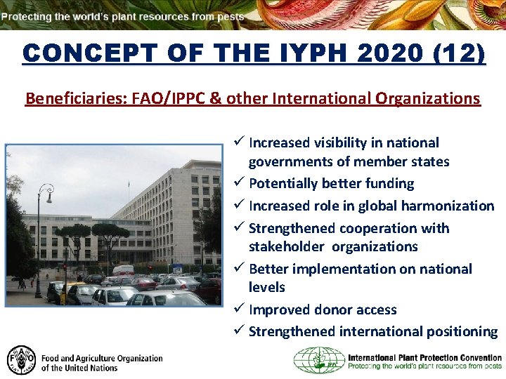 CONCEPT OF THE IYPH 2020 (12) Beneficiaries: FAO/IPPC & other International Organizations ü Increased