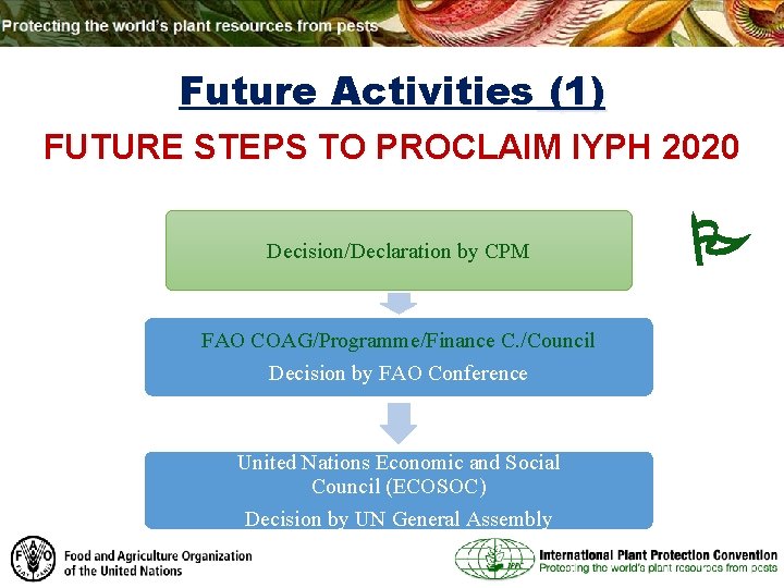 Future Activities (1) FUTURE STEPS TO PROCLAIM IYPH 2020 Decision/Declaration by CPM FAO COAG/Programme/Finance