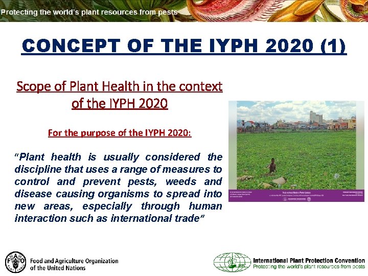 CONCEPT OF THE IYPH 2020 (1) Scope of Plant Health in the context of