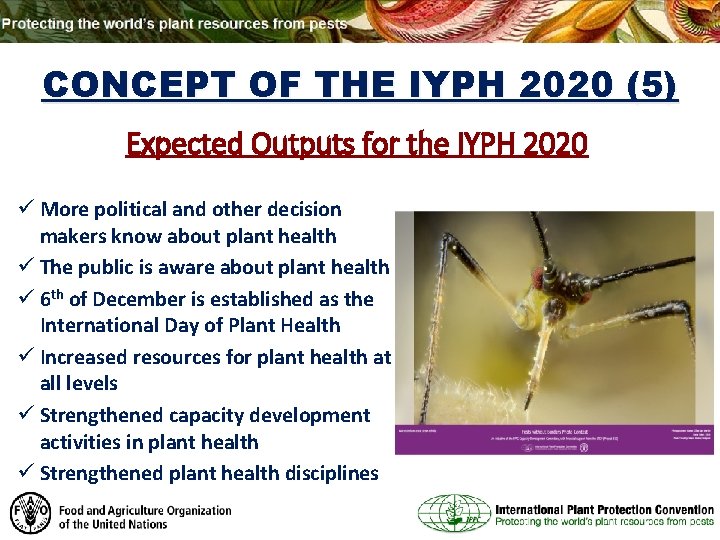 CONCEPT OF THE IYPH 2020 (5) Expected Outputs for the IYPH 2020 ü More