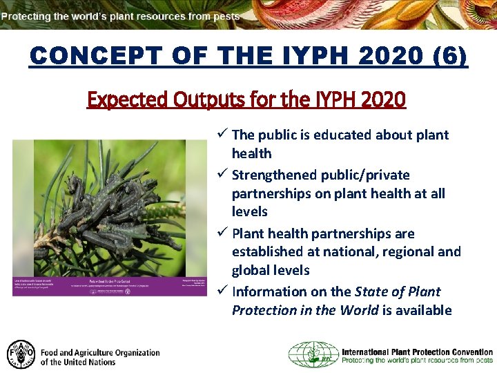 CONCEPT OF THE IYPH 2020 (6) Expected Outputs for the IYPH 2020 ü The