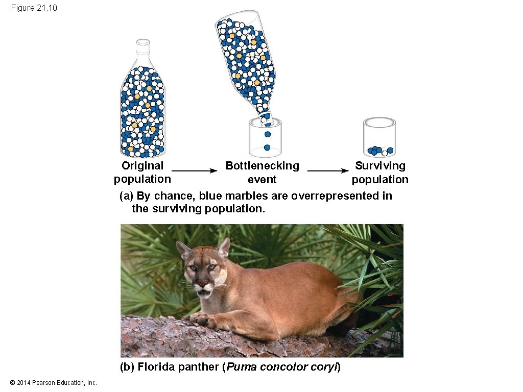 Figure 21. 10 Original Surviving Bottlenecking population event (a) By chance, blue marbles are