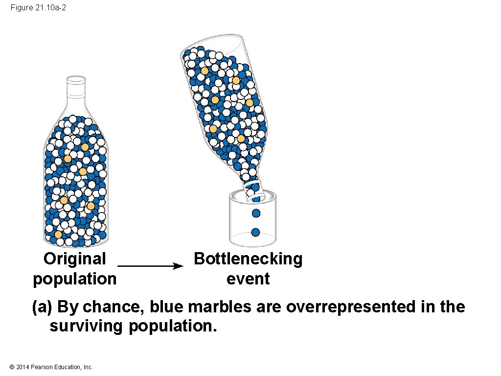 Figure 21. 10 a-2 Original population Bottlenecking event (a) By chance, blue marbles are