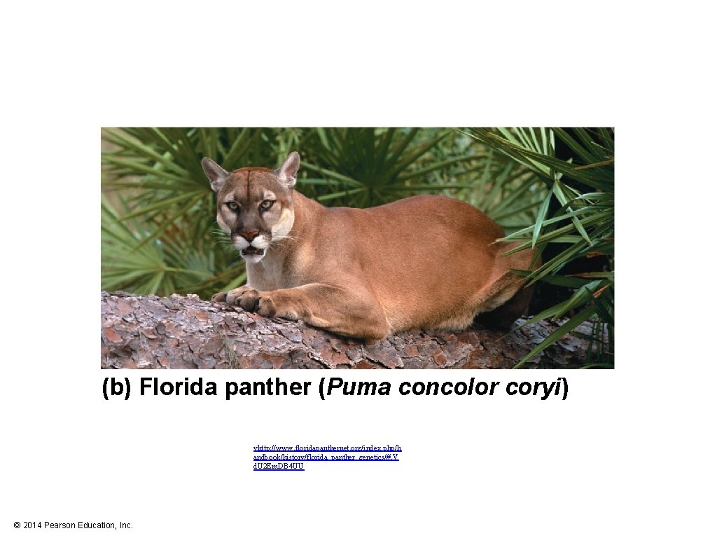 (b) Florida panther (Puma concolor coryi) vhttp: //www. floridapanthernet. org/index. php/h andbook/history/florida_panther_genetics/#. V d.