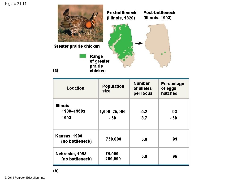 Figure 21. 11 Pre-bottleneck (Illinois, 1820) Post-bottleneck (Illinois, 1993) Greater prairie chicken Range of