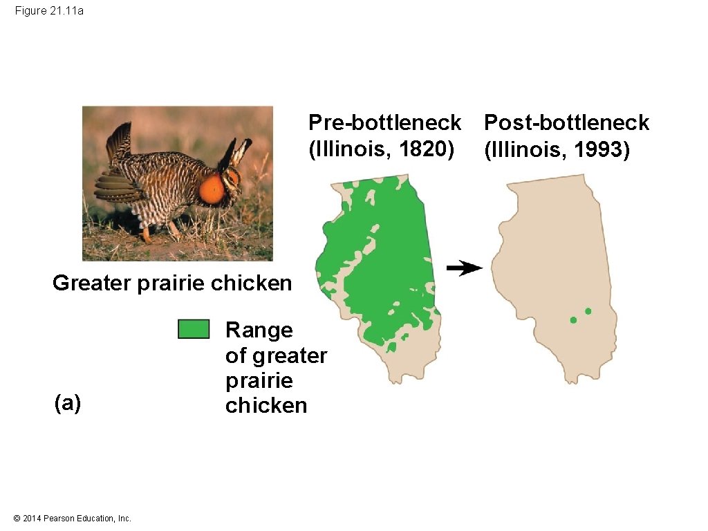 Figure 21. 11 a Pre-bottleneck Post-bottleneck (Illinois, 1820) (Illinois, 1993) Greater prairie chicken (a)