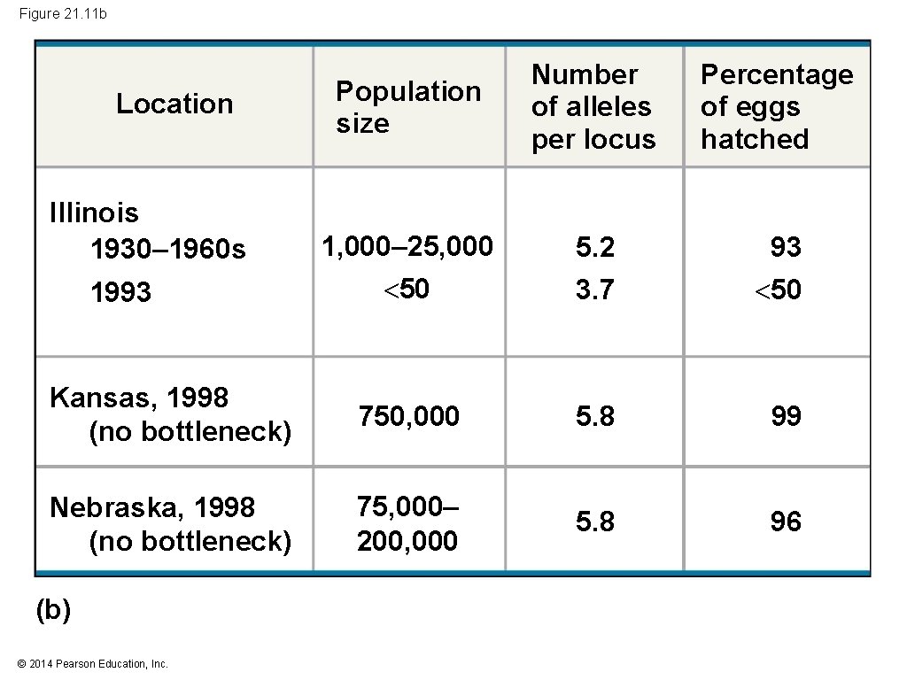 Figure 21. 11 b Population size Number of alleles per locus Percentage of eggs
