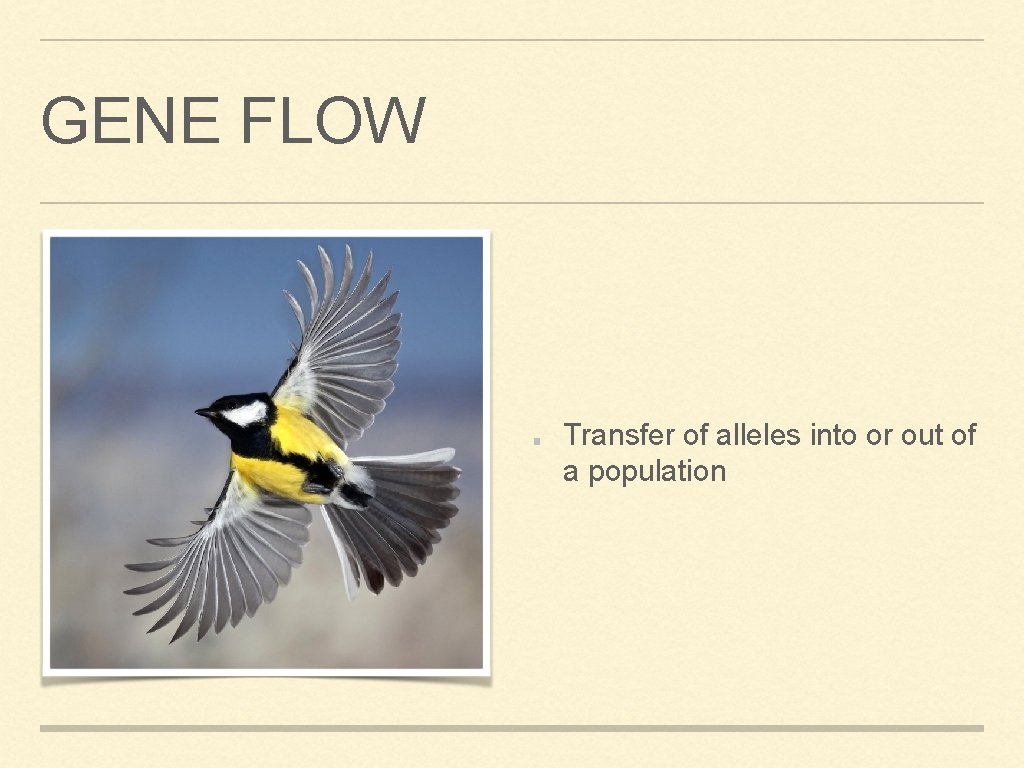 GENE FLOW Transfer of alleles into or out of a population 