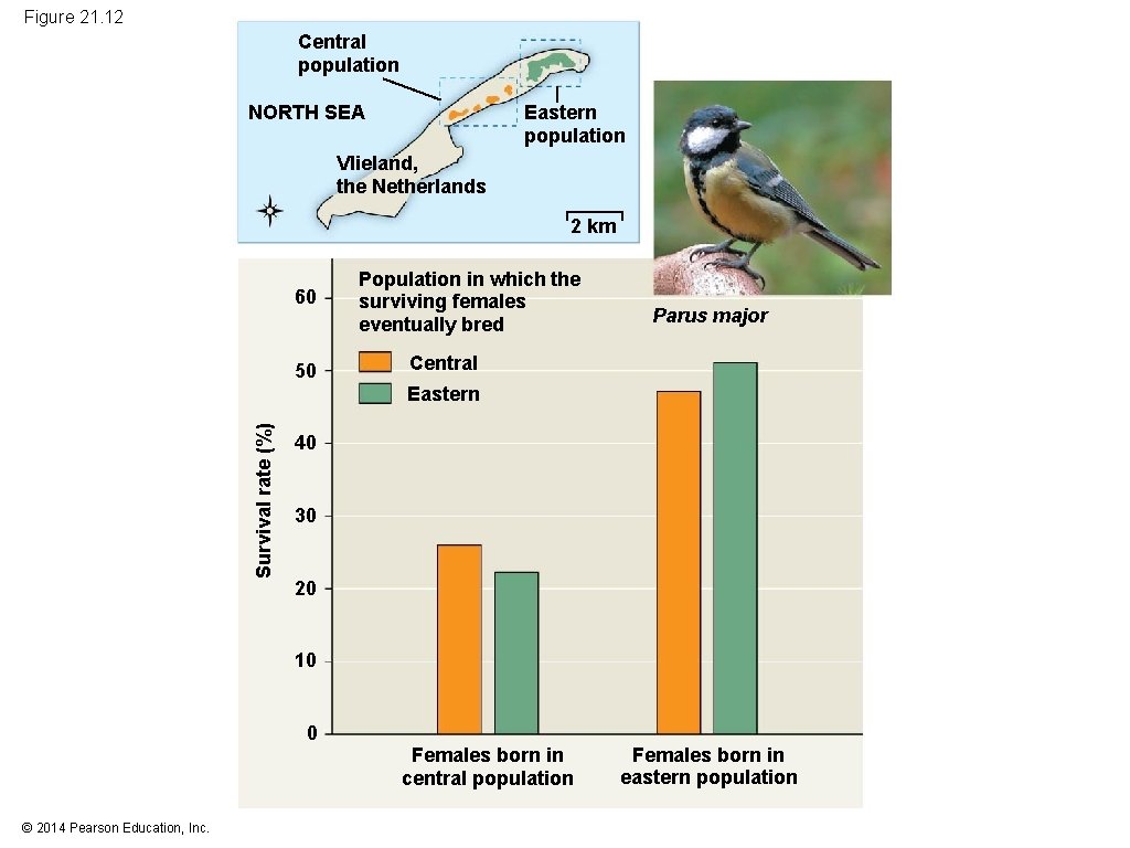 Figure 21. 12 Central population NORTH SEA Eastern population Vlieland, the Netherlands 2 km