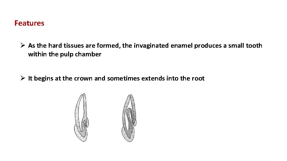 Features Ø As the hard tissues are formed, the invaginated enamel produces a small