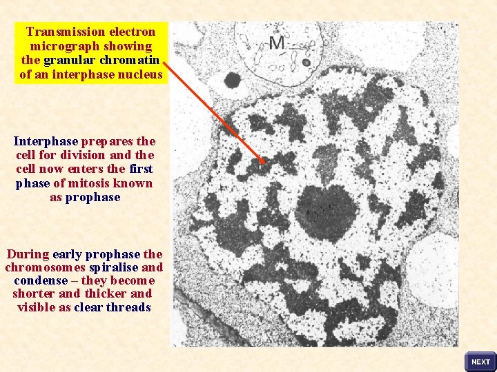 Transmission electron micrograph showing the granular chromatin of an interphase nucleus Interphase prepares the