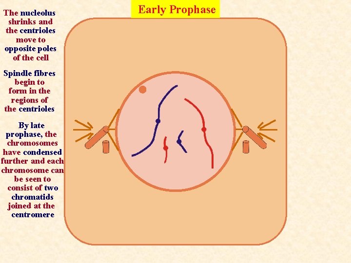 The nucleolus shrinks and the centrioles move to opposite poles of the cell Spindle