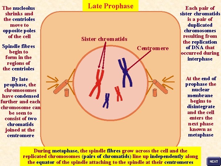 The nucleolus shrinks and the centrioles move to opposite poles of the cell Spindle