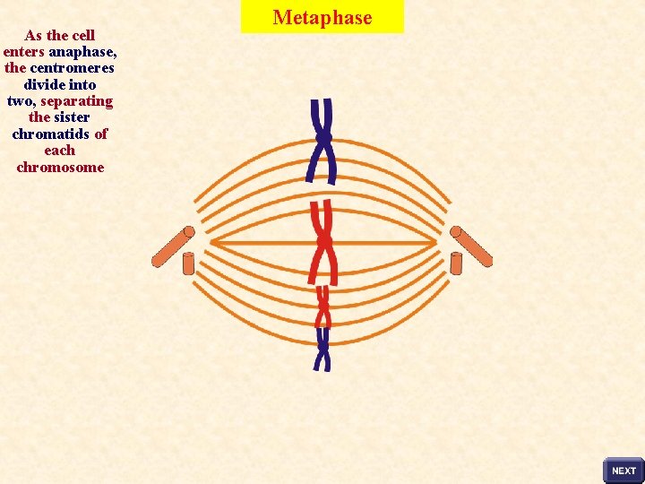 As the cell enters anaphase, the centromeres divide into two, separating the sister chromatids