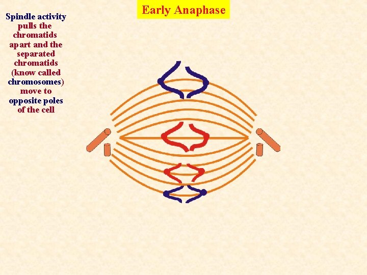 Spindle activity pulls the chromatids apart and the separated chromatids (know called chromosomes) move