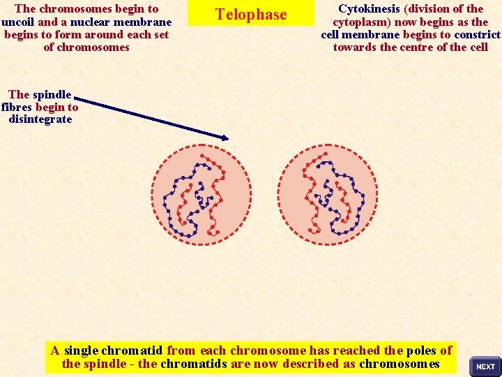 The chromosomes begin to uncoil and a nuclear membrane begins to form around each