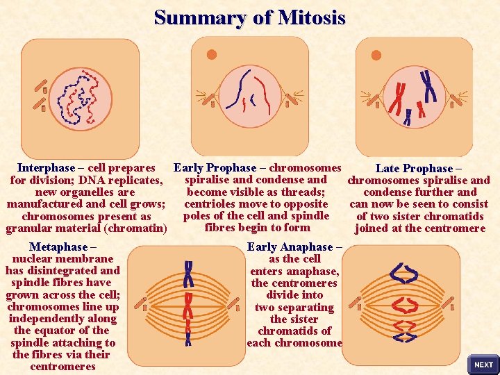 Summary of Mitosis Interphase – cell prepares Early Prophase – chromosomes Late Prophase –
