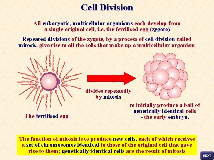 Cell Division All eukaryotic, multicellular organisms each develop from a single original cell, i.