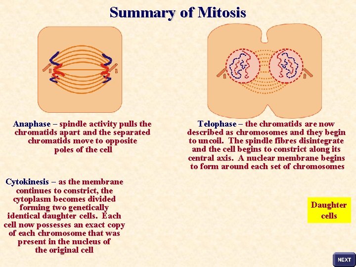 Summary of Mitosis Anaphase – spindle activity pulls the chromatids apart and the separated