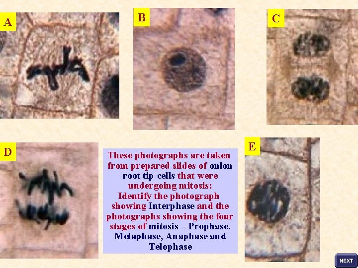 A D B These photographs are taken from prepared slides of onion root tip