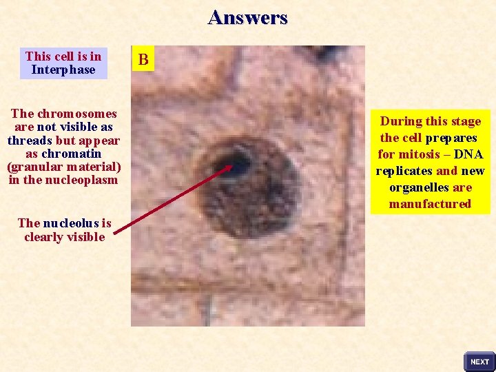 Answers This cell is in Interphase The chromosomes are not visible as threads but