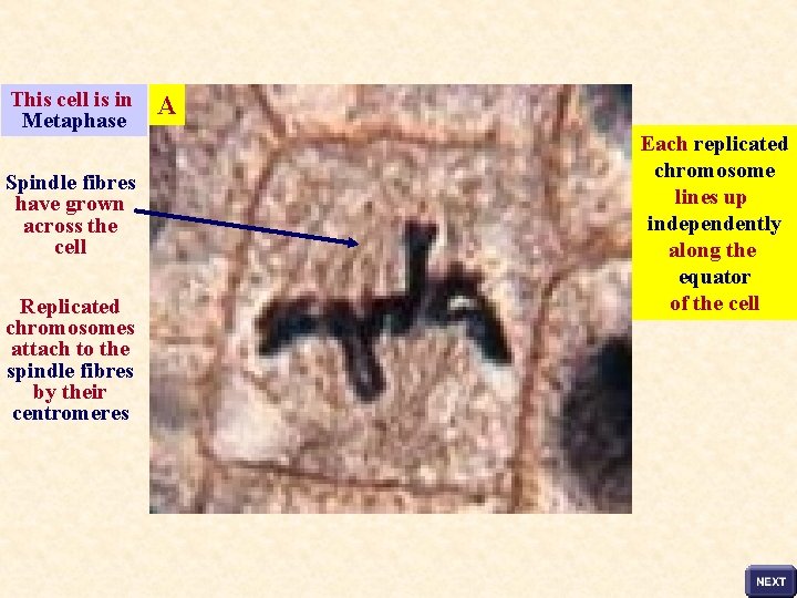 This cell is in Metaphase Spindle fibres have grown across the cell Replicated chromosomes