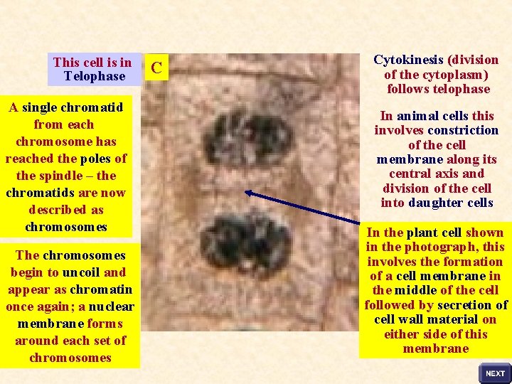 This cell is in Telophase A single chromatid from each chromosome has reached the