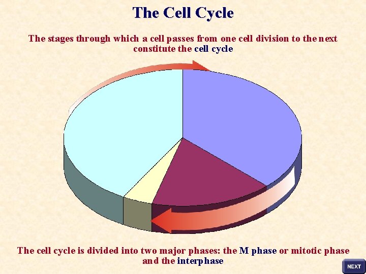 The Cell Cycle The stages through which a cell passes from one cell division